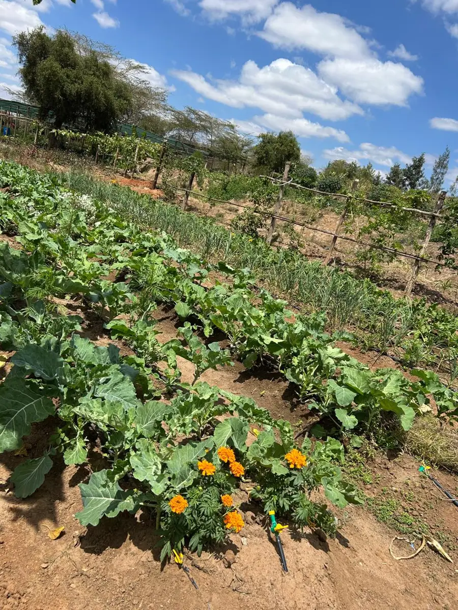Zamar Springs Gardens in machakos farm to fork – Photo 3