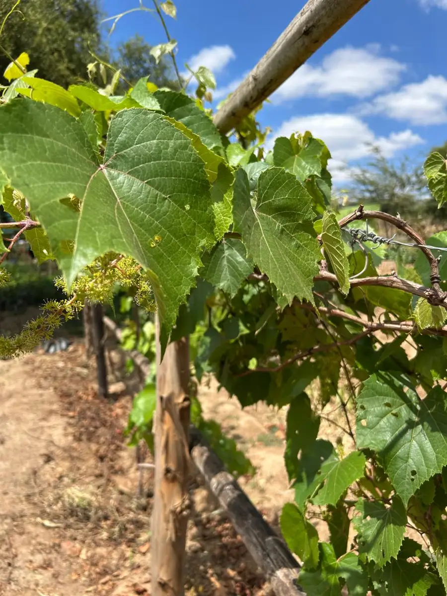 Zamar Springs Gardens in machakos farm to fork – Photo 4