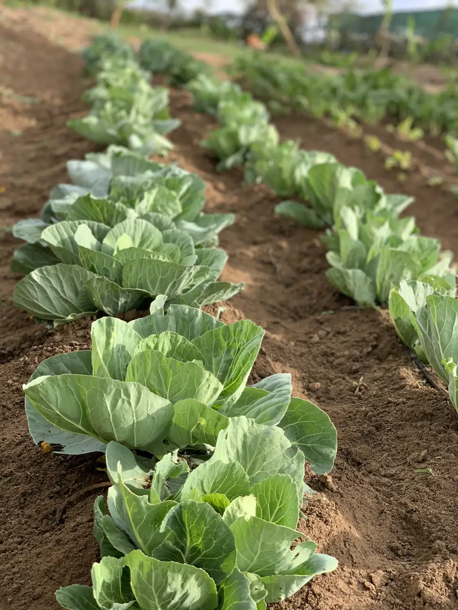 Zamar Springs Gardens in machakos farm to fork – Photo 1