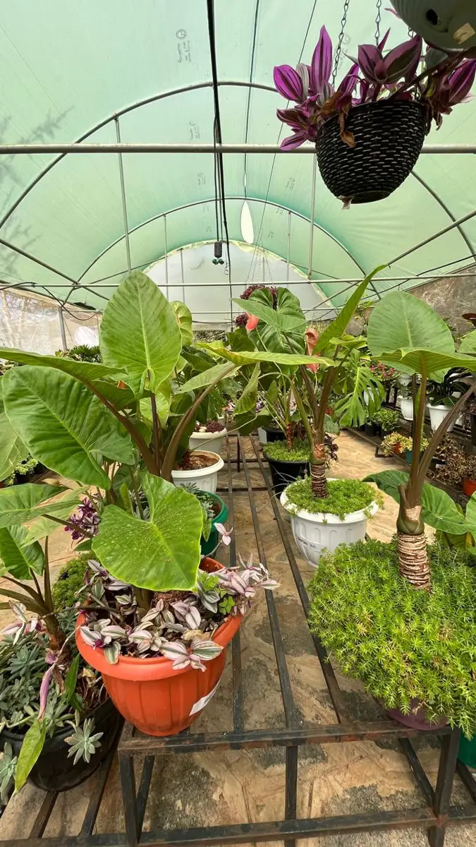 Best garden nurseries in machakos – Photo 3