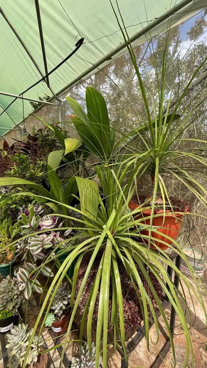 Best garden nurseries in machakos – Photo 2