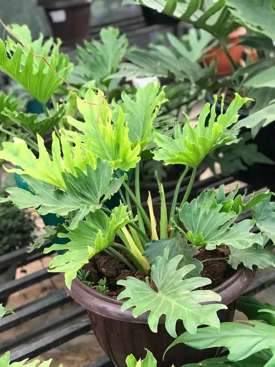 Fresh flower & tree seedlings gardens for event setups and sale in machakos – Photo 3