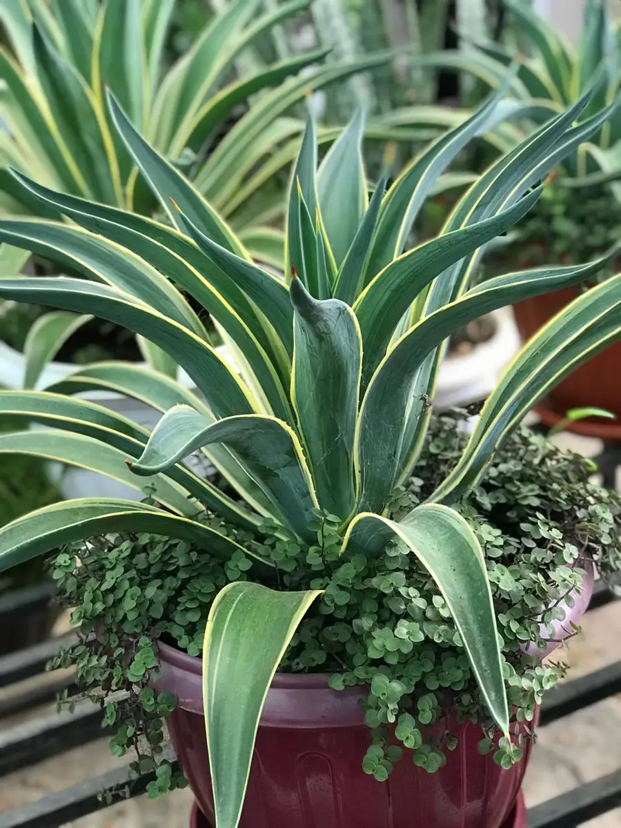 Fresh flower & tree seedlings gardens for event setups and sale in machakos – Photo 2