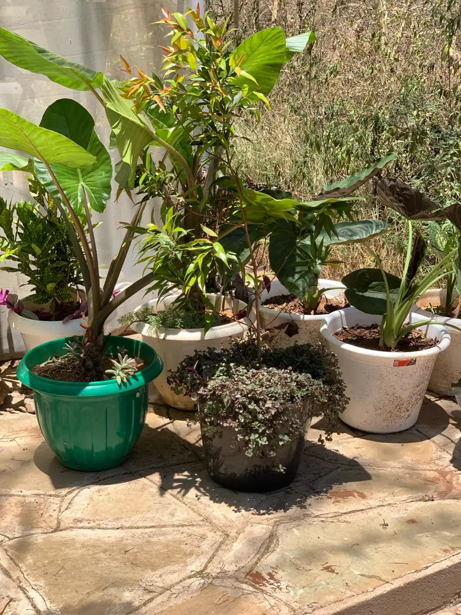 Fresh flower & tree seedlings gardens for event setups and sale in machakos – Photo 1