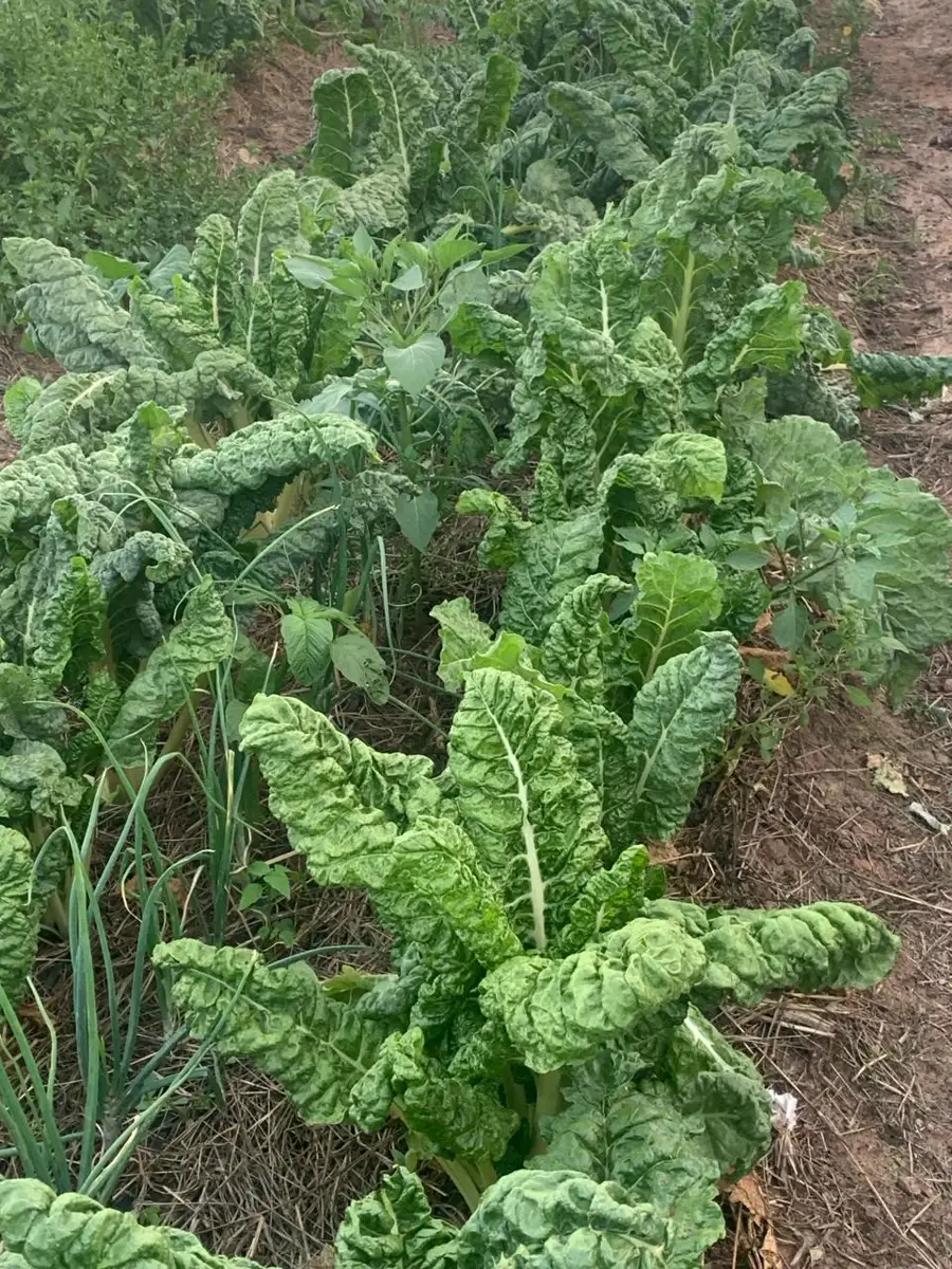 Zamar Springs Farm for frsh foods – Photo 2