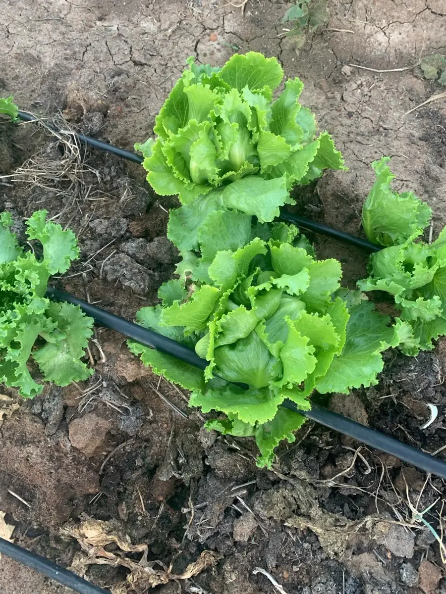 Zamar Springs Farm for frsh foods – Photo 3