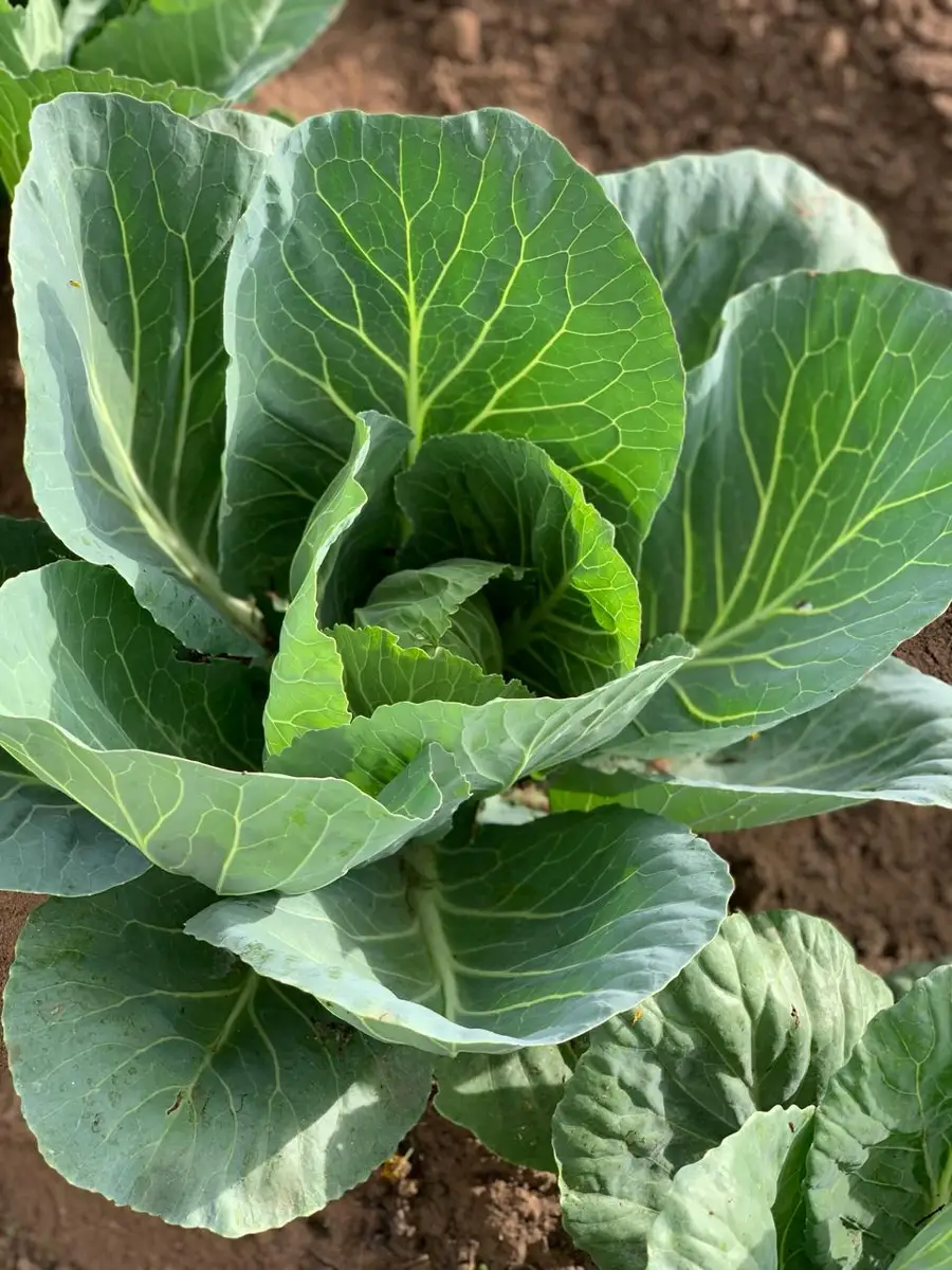 Zamar Springs Farm for frsh foods – Photo 1