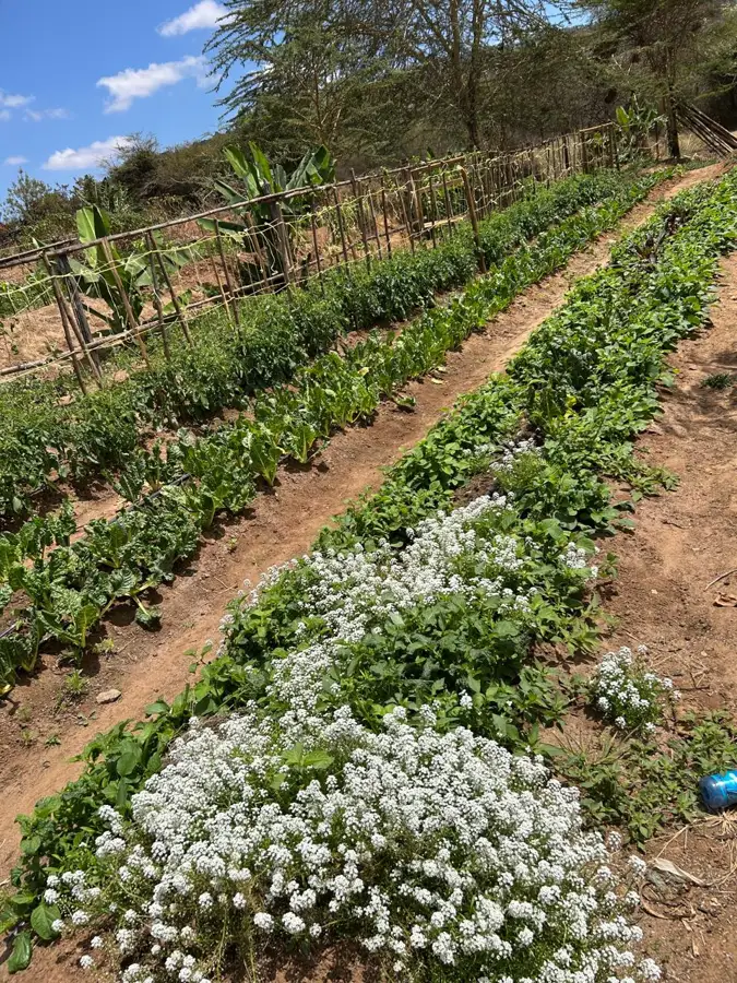 Sustainable Farm to Fork farming in Machakos